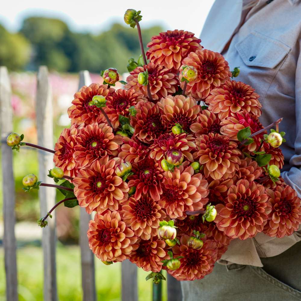 Dahlia 'High Fidelity'
